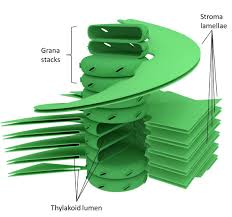 See more ideas about plant science, plant cell structure, plant cell. Pin By Lillian Hastie On Science Plant Cell Structure Photosynthesis Organelles