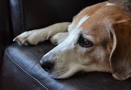 Symptoms of stomach cancer in dogs usually develop gradually over weeks or months, with vomiting being the most common. Signs Of Lymphoma In Dogs