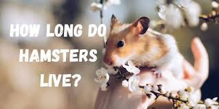 Native to syria and turkey, wild syrian hamsters are a golden brown color with cream or white undersides. How Long Do Hamsters Live Hutch And Cage