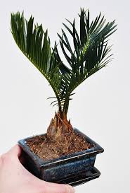 Palmfarn Sago Palme Mit Keramik Topf Palmen Pflanzen Farn