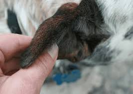My cat leela was tested for ear mites 2 weeks ago. Dogs With Swollen Ear Flaps Symptoms And Treatment Pethelpful By Fellow Animal Lovers And Experts
