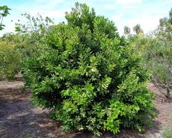 Image result for Macadamia aff. integrifolia