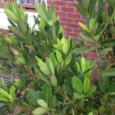 Image result for Indigastrum parviflorum