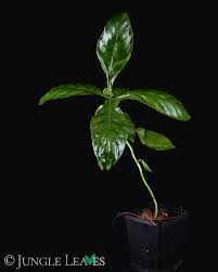 Image result for Psychotria cinerea