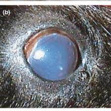 Pdf Ocular Disease In The Guinea Pig Cavia Porcellus A Survey Of 1000 Animals