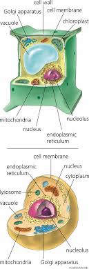 Check spelling or type a new query. Cell Dictionary Definition Cell Defined Cell Cell Wall Cell Membrane