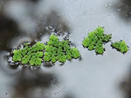 Image result for Azolla pinnata