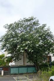 Image result for Cordia afra