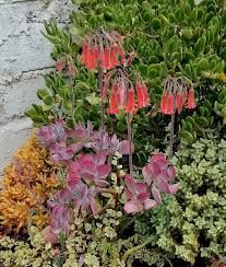 Image result for Cotyledon barbeyi