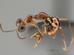 Image result for Gonatopus clavatus