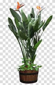 Orange Bird S Of Paradise Plant Houseplant Bird Of Paradise Flower Flowerpot Beautiful Plants Potted Tran Birds Of Paradise Plant Pink Flowering Trees Plants
