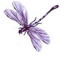 Pin De Joni Whitfield En Purple Libelulas Libelula Flores