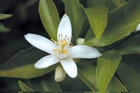 Use them in commercial designs under lifetime, perpetual & worldwide rights. Pacific Horticulture Orchard Trees Of Rancho Los Cerritos Lemon Lime Mandarin