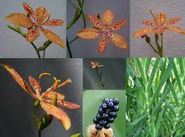 Hosta are top shade loving perennials that can be grown from a bare root. Blackberry Lily Leopard Lily Belamcanda Chinensis Seeds