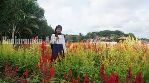 Setelah banyak warga yang menguploadnya di media sosial kini banyak sekali. Paling Menarik Begini Taman Bunga Warna Warni Di Agrowisata Talaran Setara Banjarmasinpost Wiki