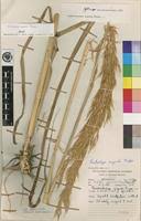 Image result for Tristachya superba