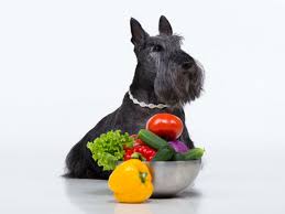 Can Dogs Eat Onions American Kennel Club