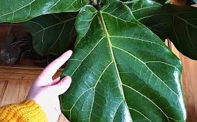 The new leaves also have tiny red dots. What Are The Small Brown Spots Fiddle Leaf Fig And How To I Fix Them Indoor Plants World