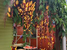 Image result for Thunbergia mysorensis