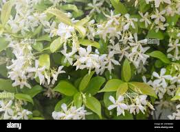 Image result for Jasminum pauciflorum
