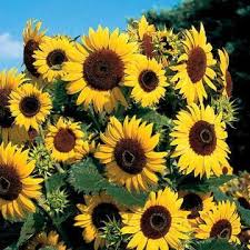 Sunflowers come in a wide assortment of sizes. Tall Strong Stemmed And Large Flowered Sunflowers Eat Up A Lot Of Soil Nutrients Flower Seeds Flowers Sunflower Seeds