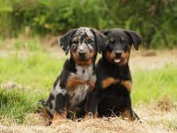 Puppies and dogs for sale in the uk. Beauceron Dog Breed Facts Highlights Buying Advice Pets4homes