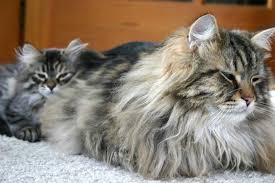 The Siberian Cat In 2020 Siberian Cat Cat Breeds Siberian Forest Cat