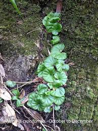 Image result for Nervilia crociformis