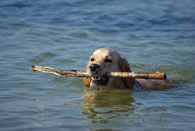 How To Teach A Golden Retriever Puppy To Swim Puppyton