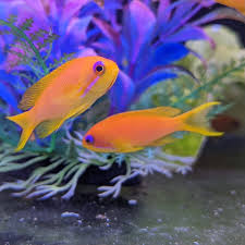 Image result for Arthropteris anniana