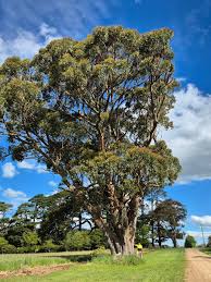 Image result for Eucalyptus cloeziana