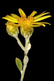 Image result for Anisopappus kirkii