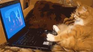 33 Animal Gifs That Are Guaranteed To Make You Laugh Animal Gifs Cat Watch Cats