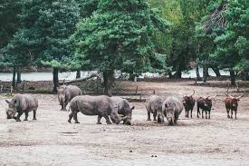 Op een plek die omgeven is door bos en water kun je genieten van wat je het liefst doet. Afrika In Brabant Travelisto Familien Reiseblog
