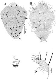 Image result for Tetranychidae grapevine