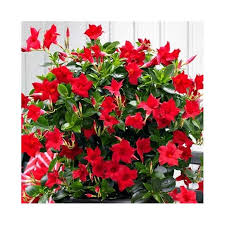 Image result for dipladenie suaveolens obrázek