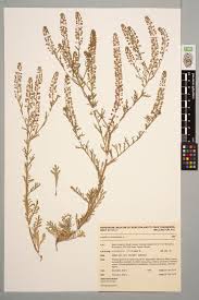 Image result for Lepidium bonariense