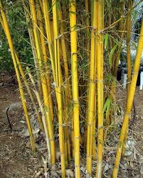 Image result for Bambusa vulgaris