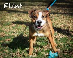 Maybe you would like to learn more about one of these? Adopt Flint On Petfinder Terrier Mix Dogs Adoption Staffordshire Bull Terrier