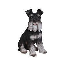 They are current on all vaccines. Border Concepts Black And White Miniature Schnauzer 13 75 In Golden Acre Home Garden