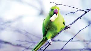 ببغاء ينقذ صاحبه
