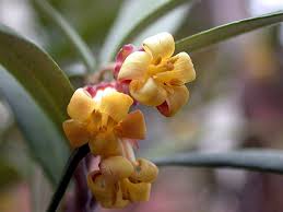 Image result for Pittosporum fulvotomentosum