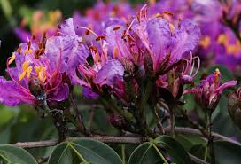 Image result for Aneilema pedunculosum