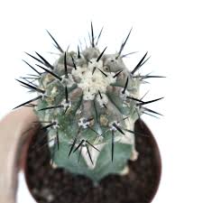 Image result for Cyanotis caespitosa