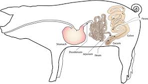 Applications need to follow a simple directory structure and are deployed to hdfs so that oozie can access them. Diagram Of The Swine Gastrointestinal Tract With Major Sections Download Scientific Diagram