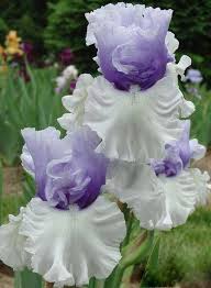 Pin By Melanie Warner On Fleurs Beautiful Flowers Iris Flowers Amazing Flowers