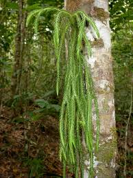 Image result for Huperzia gnidioides