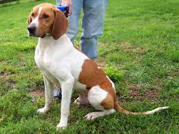 Try the craigslist app » android ios cl. Craigslist Clarksville Tn Pets