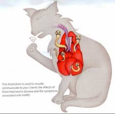 Heartworm disease is a serious and potentially fatal disease in pets in the united states and many other parts of the world. Heartworm Disease In Cats Dr Stephanie Globerman Paws Whiskers Claws The Feline Hospital