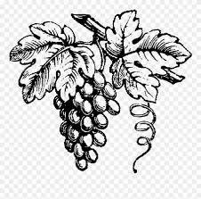 You can also do online coloring for wine grapes on the vine coloring pages directly from your ipad, tab or on our webpage here. Vineyard Drawing Grape Clipart Black And White Library Black And White Wine Grapes Png Download 975454 Pinclipart